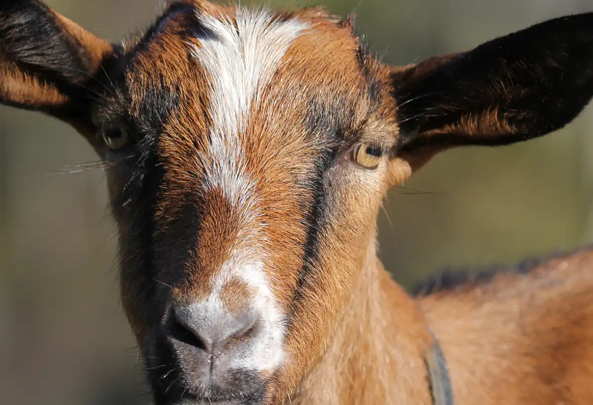 Earl Bigeat Producteur De Fromage Correze Galerie 1